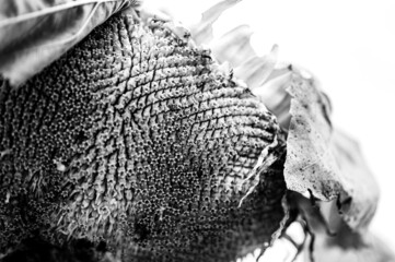 Selective focus on drooping sunflower head after petals have wilted