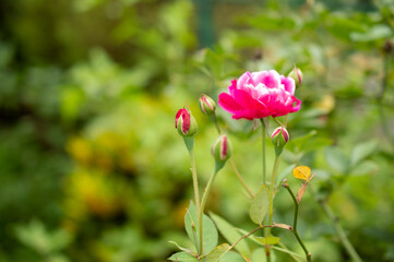 Pink rose and buds in focus