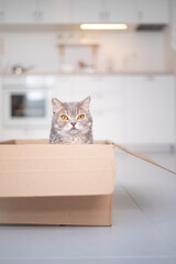 Сat sitting in a box