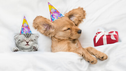 Fototapeta na wymiar Cozy English Cocker spaniel puppy and kitten wearing birthday caps sleep together with gift box under white warm blanket on a bed at home. Top down view
