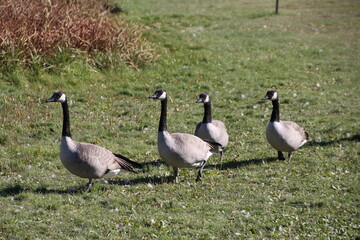 Geese Walking