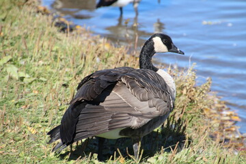 Back Of The Goose