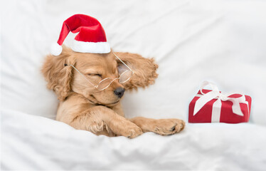 Funny English Cocker spaniel puppy wearing eyeglasses and red santa hat sleeps with gift box under white blanket at home. Top down view