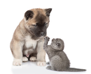 Tiny kitten plays with friendly American akita puppy. isolated on white background