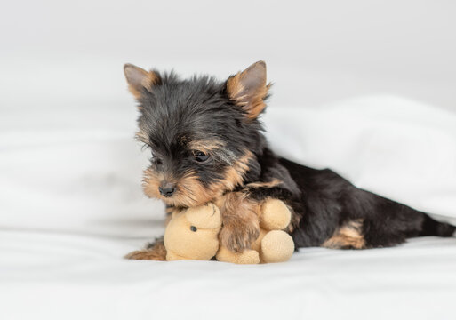 Cozy Yorkshire terrier puppy hugs toy bear under warm blanket on the bed at home before bedtime