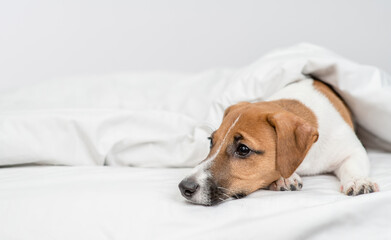 Unhappy jack russell terrier puppy lying  under white warm blanket on a bed at home. Empty space for text