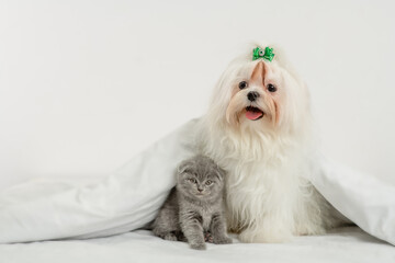 White Maltese dog and tiny kitten lying together under warm white blanket on a bed at home and looking at camera. Empty space for text