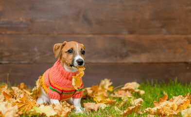 Cute Jack russell terrier puppy wearing warm sweater sits on fallen leaf at autumn park and holds autumn leaves in it mouth