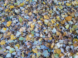 Dried up tree leaves in fall season