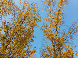 Tree leaves turn yellow in fall season