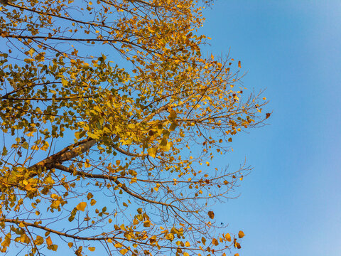 Tree leaves turn yellow in fall season with blue sky background
