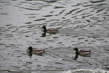 ducks on the water, Gold Bar Park, Edmonton, Alberta