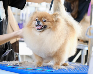 Pomeranian during grooming by a domestic groomer in a beauty salon