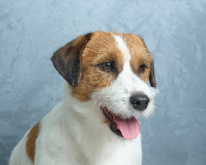 jack russell terrier portrait close up on gray wall