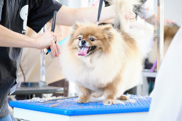 pomeranian in a beauty salon for dogs on a grooming table