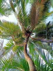 Coconut tree