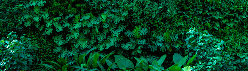 Naklejka na ściany i meble Group background of dark green tropical leaves ( monstera, palm, coconut leaf, fern, palm leaf,bananaleaf) Panorama background. concept of natu