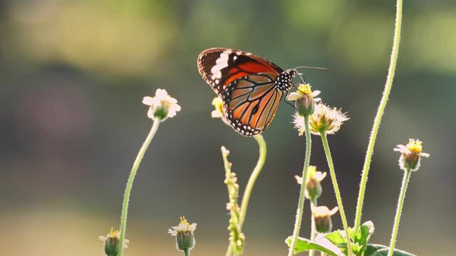 4K slow footage ; Closeup of orange butterfly feeding on pasture flowers in meadow(Common tiger butterfly). After eating the nectar and he flying away.