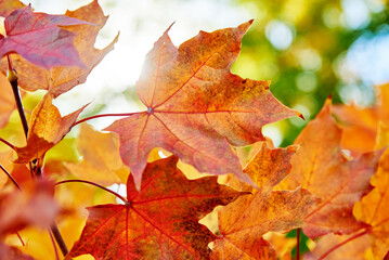 Naklejka na ściany i meble Autumn background. Colorful maple leaves with sun light, close up