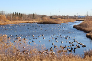 lake of geese