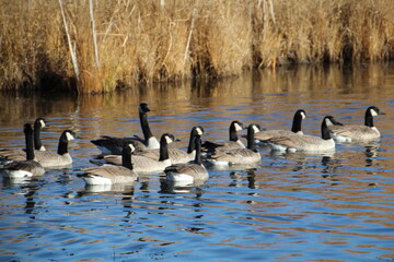 country goose family