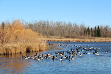 Flock On The Lake