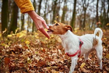 Jack Russell terrier dog with owner walking in autumn park. Woman feeds dog. Pet care
