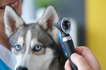 Calm and cute husky puppy waiting while veterinary woman check his ears