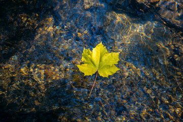 Yellow maple leaf on shiny transparent surface water of creek, natural sunlight. Autumn atmosphere background. Fall season concept. Close-up, copy space.