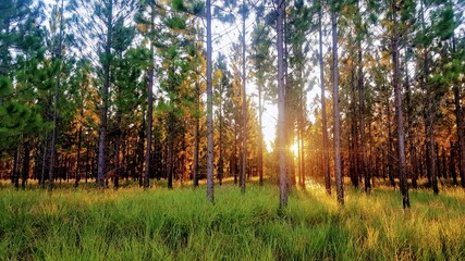 Sunset through the forest