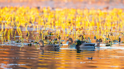 Mallard ducks in the lake with autumn tree reflections under evening sun light