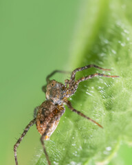Fototapeta premium Close up shot of Spider on a leaf
