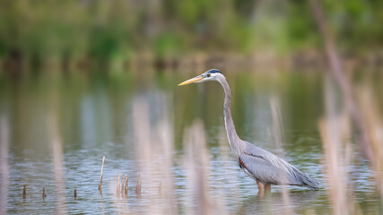 Great Blue Heron in the lake hunting