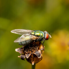 Extreme close up shot of fly on a plant