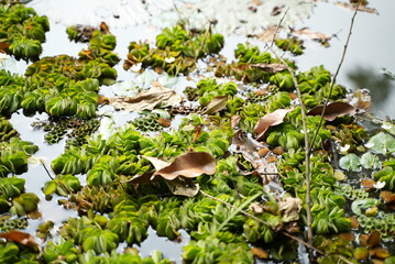 A river full of green-colored water hyacinths, a few dry leaves, also a few dry tree branches are floating on the dirty water, reflecting the surrounding nature.