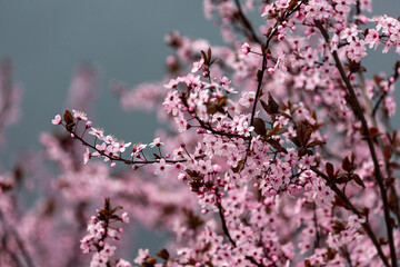 Petals of blooming cherry tree in spring