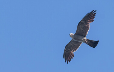 Obraz premium Scanning the Skies for food