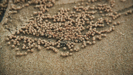 Fototapeta na wymiar The pattern of the eggs of Sand Crabs