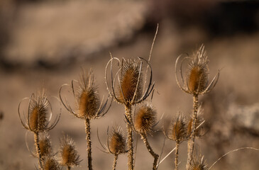 Closeup of dry wild flowers in field