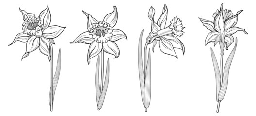 Spring daffodils collection. Flower line art. Isolated white background.