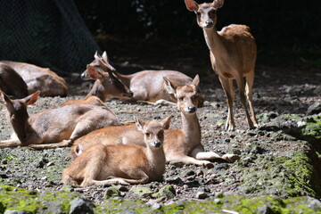 Sambar Deer, Rusa unicolor or Cervus unicolor is a large deer native to the Indian subcontinent, South China, Indonesia and Southeast Asia.