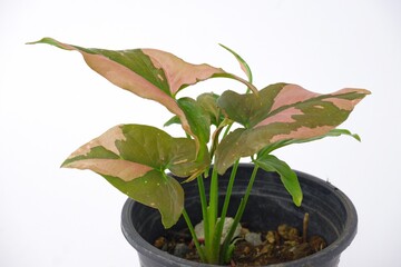 Araceae,Syngonium podophyllum,Syngonium pink splash, on white pot isolated on white background