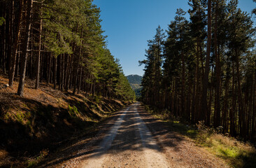 Naklejka premium Landscape of country road in pine forest against blue sky, in Guadalajara, Spain
