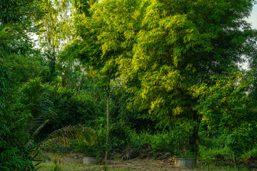 Fototapeta na wymiar green bamboo trees standing together in the bush Natural forest background with copy space.