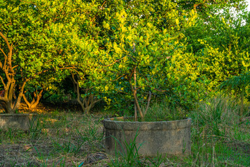 Green lemons tree growth on the cement pond in a garden citrus fruit thailand.