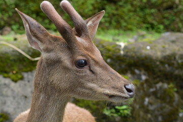 The Javan rusa or Sunda sambar, Rusa timorensis is a deer native to the islands of Indonesia and East Timor. Introduced populations exist in a wide variety of locations in the Southern Hemisphere
