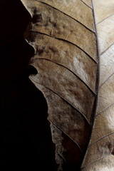 close-up dry autumn leaf on black background