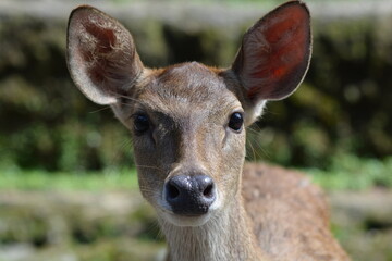 The Javan rusa or Sunda sambar, Rusa timorensis is a deer native to the islands of Indonesia and East Timor. Introduced populations exist in a wide variety of locations in the Southern Hemisphere