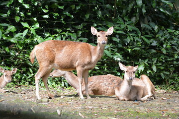 The Javan rusa or Sunda sambar, Rusa timorensis is a deer native to the islands of Indonesia and East Timor. Introduced populations exist in a wide variety of locations in the Southern Hemisphere
