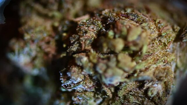 Potent Cannabis Flower